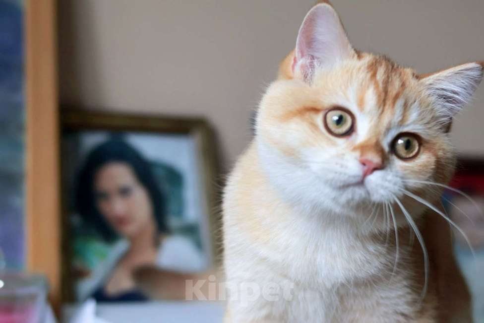 Кошки в Москве: Девочка шоколадное золото  Девочка, 100 000 руб. - фото 2