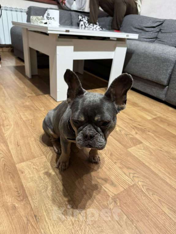 Собаки в Подольске: Ищем хозяина  Девочка, Бесплатно - фото 3