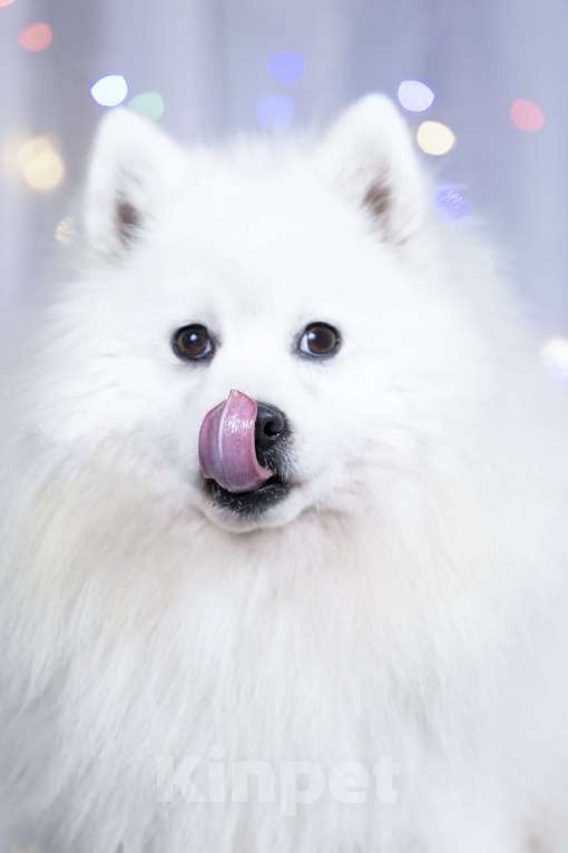 Собаки в Москве: В добрые руки японский шпиц  Мальчик, 1 руб. - фото 4