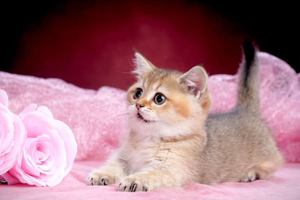 Кошки в Ижевске: Девочка Манчкин Девочка, 100 000 руб. - фото 2