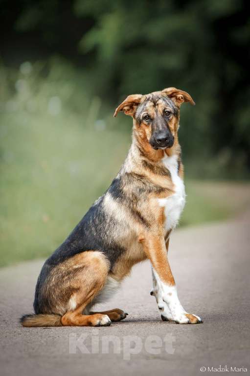 Собаки в Москве: Энджел Девочка, Бесплатно - фото 2