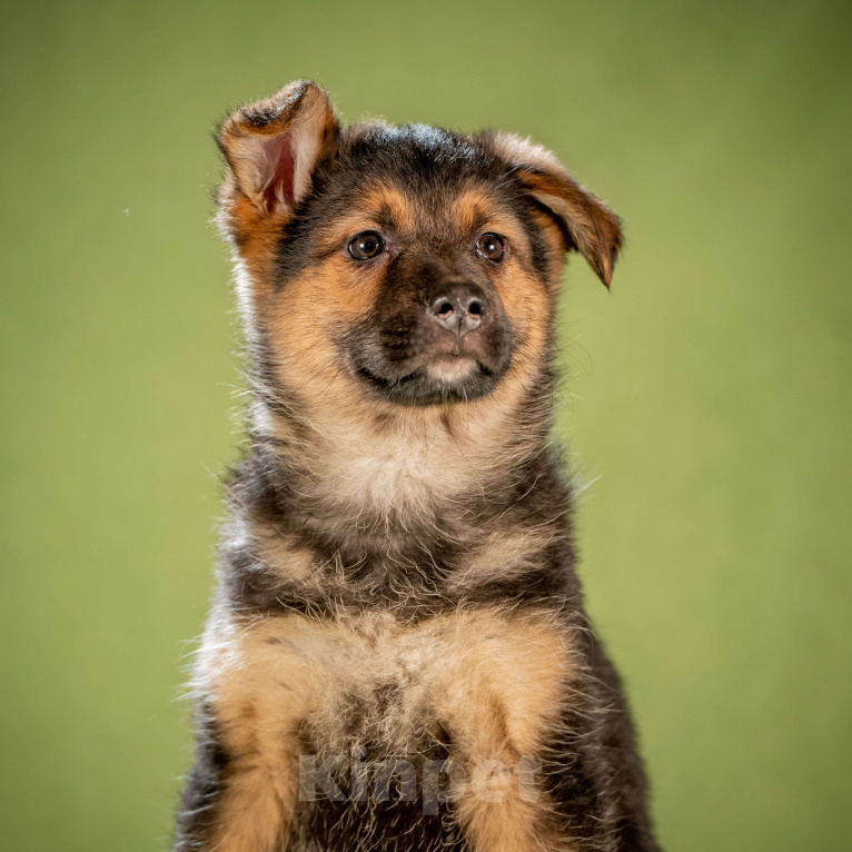 Собаки в Клине: Фундук - славный щенок Мальчик, Бесплатно - фото 10