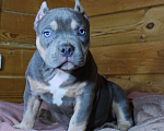Собаки в Москве: Девочка-булли Девочка, 90 000 руб. - фото 1