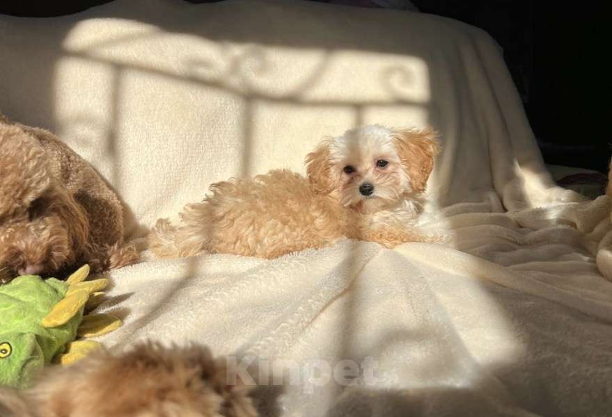 Собаки в Магнитогорске: Девочка мальтипу мини карамельная принцесса 3 мес Девочка, 90 000 руб. - фото 3