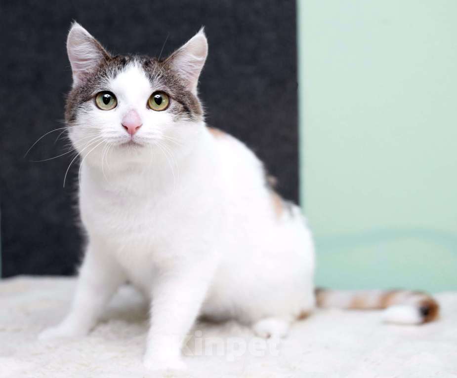 Кошки в Москве: Умнейшая трехцветная кошечка Женечка в добрые руки Девочка, 10 руб. - фото 8