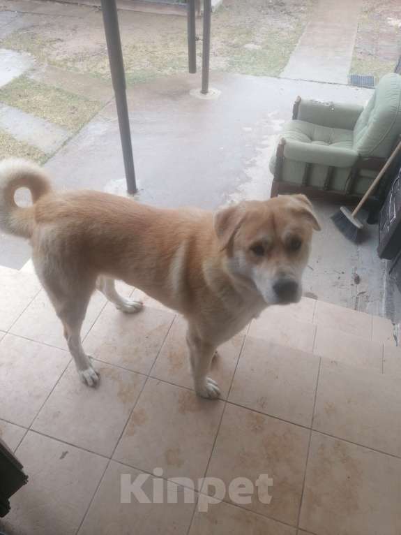 Собаки в Москве: Отдам собаку в добрые руки Мальчик, Бесплатно - фото 3