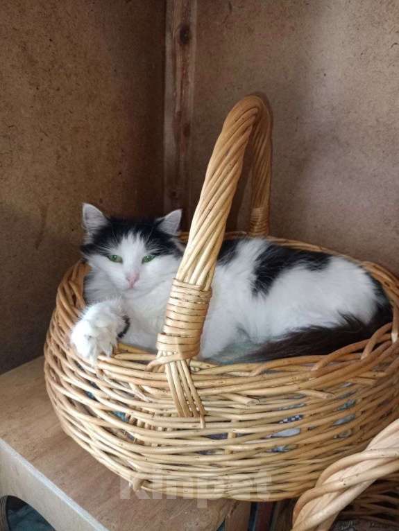 Кошки в Воскресенске: Ариша ищет дом! Девочка, Бесплатно - фото 4