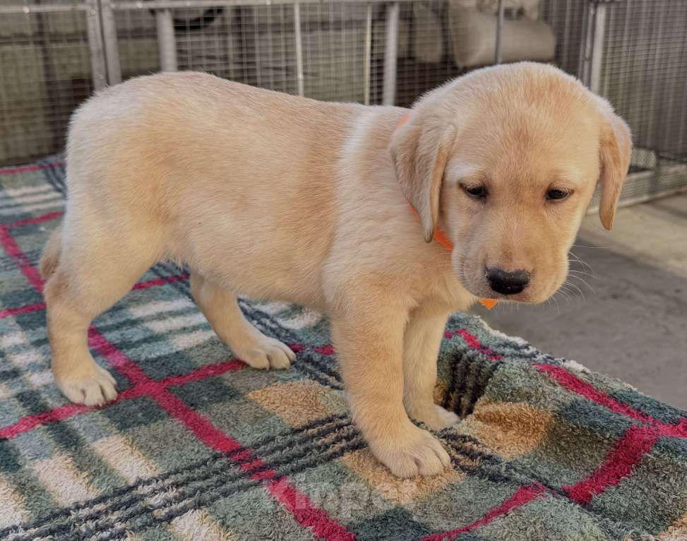 Собаки в Краснодаре: Щенок лабрадора палевый Девочка, 35 000 руб. - фото 2