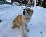 Собаки в Санкт-Петербурге: Щенок ищет дом Девочка, Бесплатно - фото 5