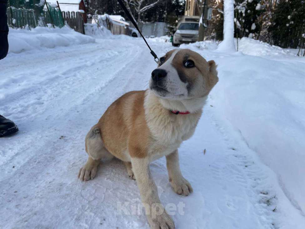 Собаки в Санкт-Петербурге: Щенок ищет дом Девочка, Бесплатно - фото 5