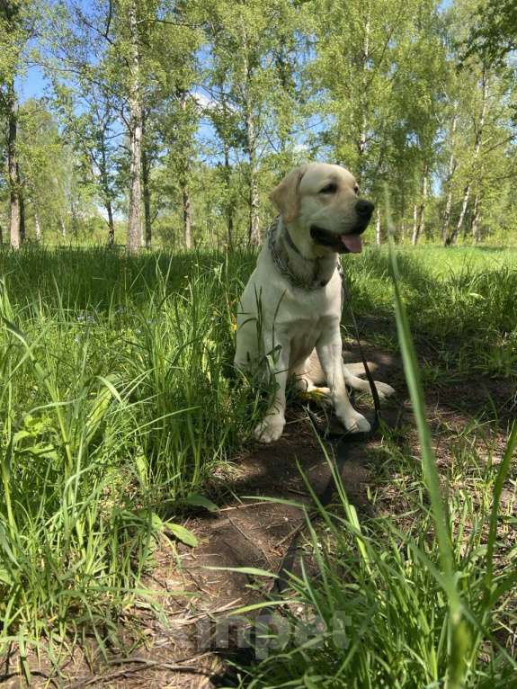 Собаки в Ореховом-Зуево: молодой лабродор Мальчик, Бесплатно - фото 2