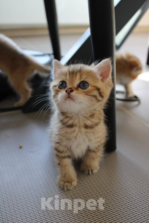 Кошки в Москве: очаровательный котенок шотландской породы Мальчик, 12 000 руб. - фото 5