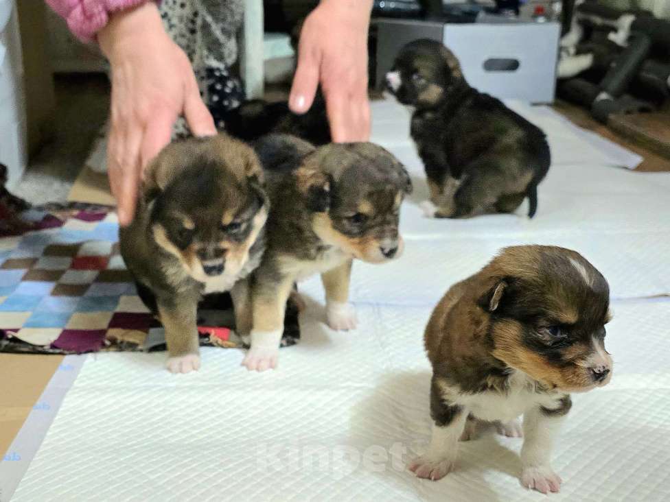 Собаки в Новосибирске: Щенок Толгат 1 мес. Доставим по Новосибирску и нсо.  Мальчик, Бесплатно - фото 6