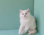 Кошки в Пензе: Котёнок породы Рэгдолл - Boris Мальчик, 65 000 руб. - фото 3