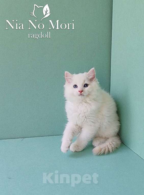 Кошки в Пензе: Котёнок породы Рэгдолл - Boris Мальчик, 65 000 руб. - фото 3