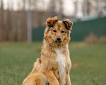 Собаки в Москве: Рыжая Оливка ищет свою семью Девочка, Бесплатно - фото 2
