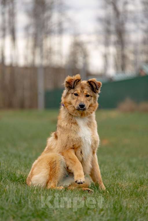 Собаки в Москве: Рыжая Оливка ищет свою семью Девочка, Бесплатно - фото 2
