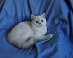 Кошки в Санкт-Петербурге: Голубоглазый британский котенок. Мальчик, 25 000 руб. - фото 1