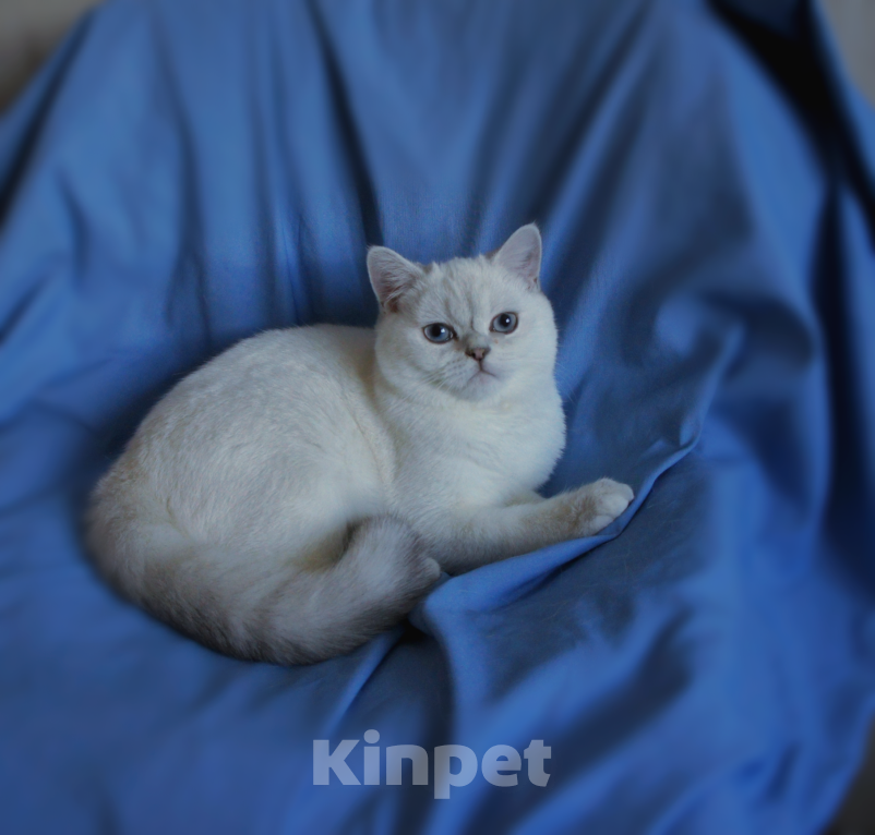 Кошки в Санкт-Петербурге: Голубоглазый британский котенок. Мальчик, 25 000 руб. - фото 1