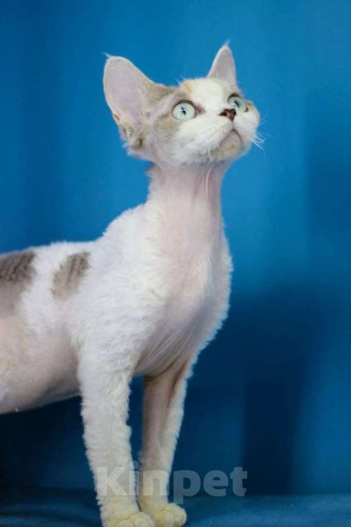 Кошки в Севастополе: Девон-рекс, кошка Девочка, 100 000 руб. - фото 3