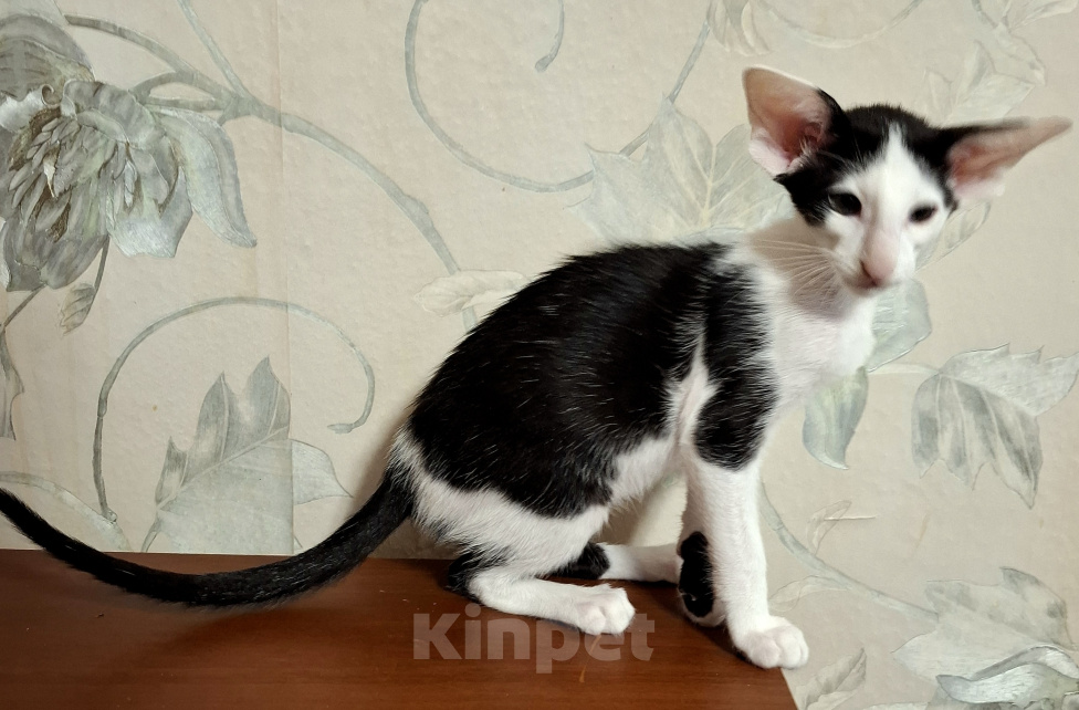 Кошки в Валдае: Кошечка-биколор Девочка, 80 000 руб. - фото 3