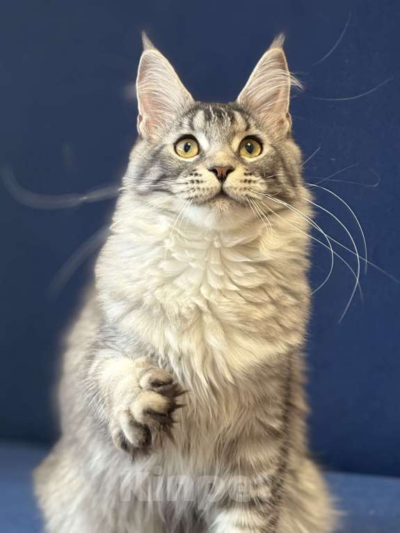 Кошки в Раменском: чудо девочка Девочка, 60 000 руб. - фото 3