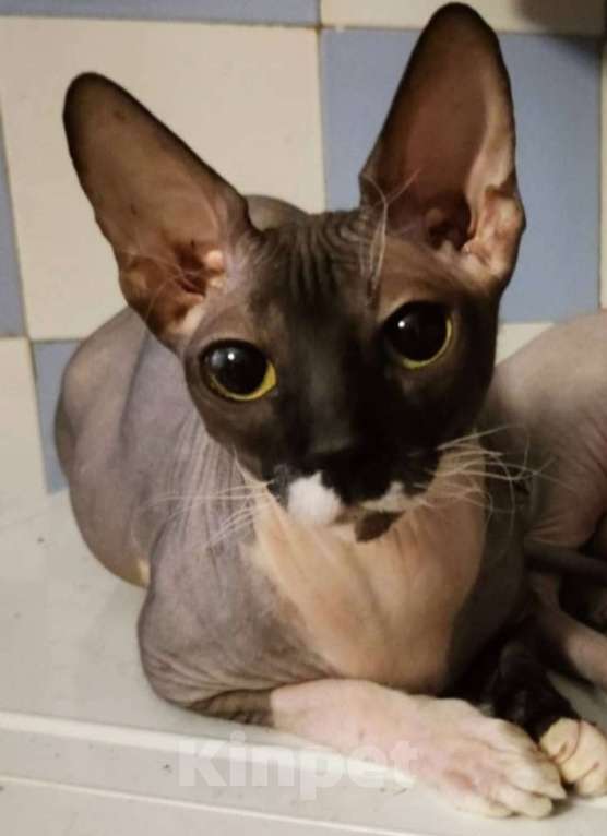 Кошки в Екатеринбурге: Котёнок донской сфинкс  Мальчик, Бесплатно - фото 9