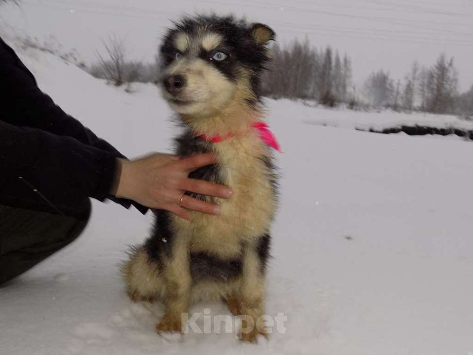 Собаки в Москве: Щенки хаски, мальчик и девочка mix Мальчик, 15 000 руб. - фото 6