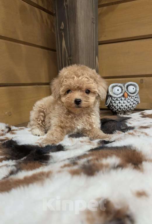 Собаки в Москве: Девочка мальтипу Девочка, 100 000 руб. - фото 1