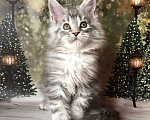Кошки в Санкт-Петербурге: Котик мейн кун чёрный мраморный серебряный Мальчик, 45 000 руб. - фото 2