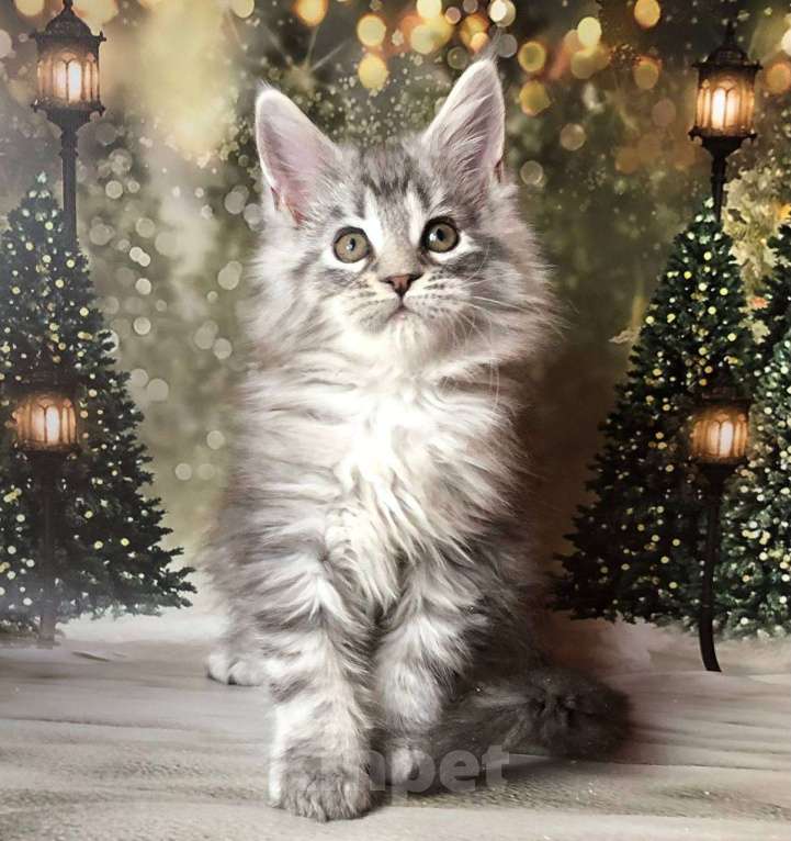 Кошки в Санкт-Петербурге: Котик мейн кун чёрный мраморный серебряный Мальчик, 45 000 руб. - фото 2