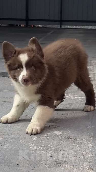 Собаки в Ростове-на-Дону: Щенок Мальчик, 60 000 руб. - фото 6