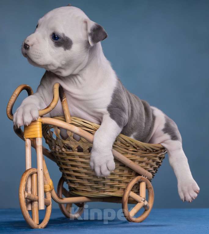 Собаки в Санкт-Петербурге: Девочки доступны к продаже Девочка, Бесплатно - фото 5