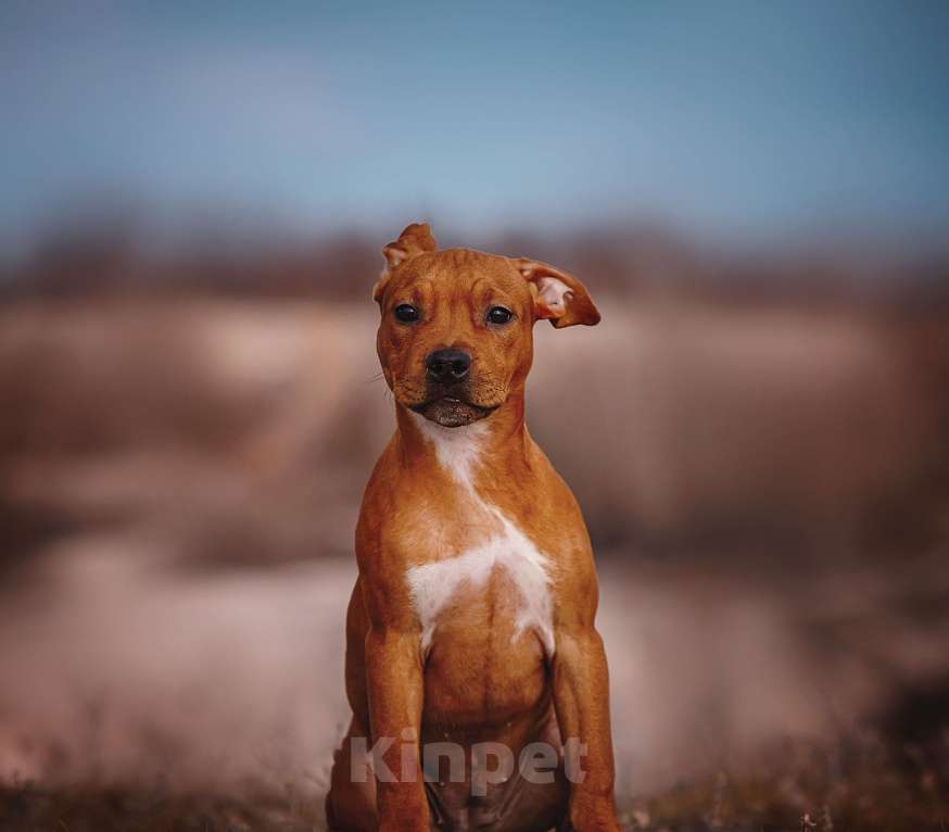 Собаки в Москве: Стильная девочка амстаффа  Девочка, 35 000 руб. - фото 4