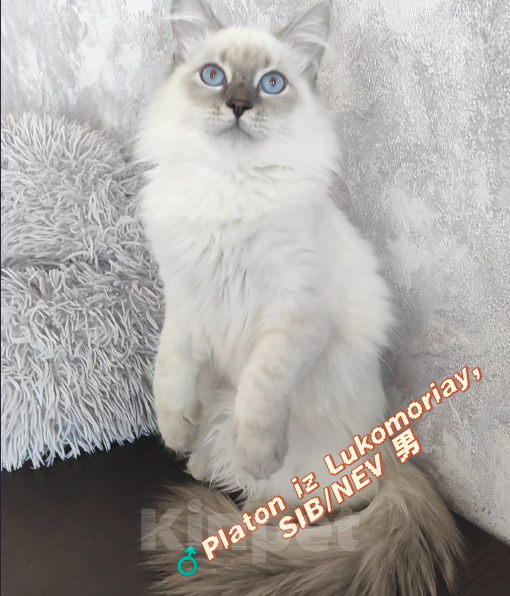 Кошки в Новосибирске: ♂️Platon iz Lukomoriay Мальчик, 35 000 руб. - фото 1