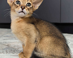 Кошки в других городах Московской области: Абиссинский котик  Мальчик, 75 000 руб. - фото 6