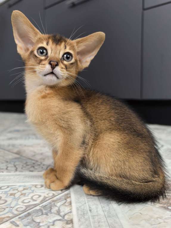 Кошки в других городах Московской области: Абиссинский котик  Мальчик, 75 000 руб. - фото 6