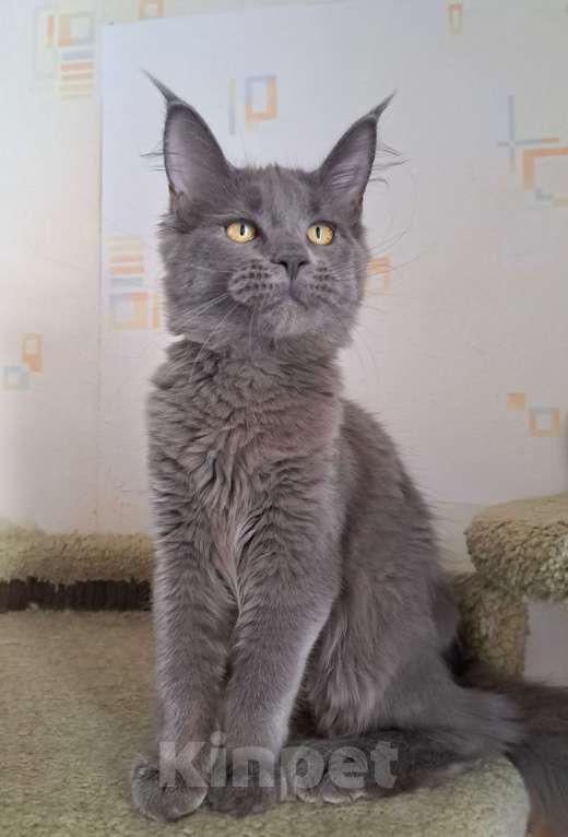 Кошки в Москве: Котенок мейн-кун девочка Девочка, 20 000 руб. - фото 4