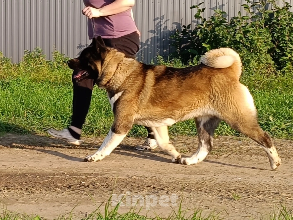 Собаки в Сертолово: Кобель американская акита Мальчик, Бесплатно - фото 3