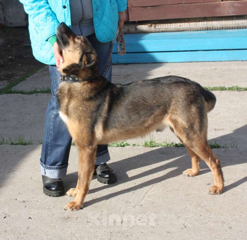 Собаки в Москве: Классный мальчишка Тимка ждет свою семью Мальчик, Бесплатно - фото 8