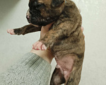 Собаки в Красном Севшем: Щенки породы американский стаффордширский терьер Мальчик, 20 000 руб. - фото 3