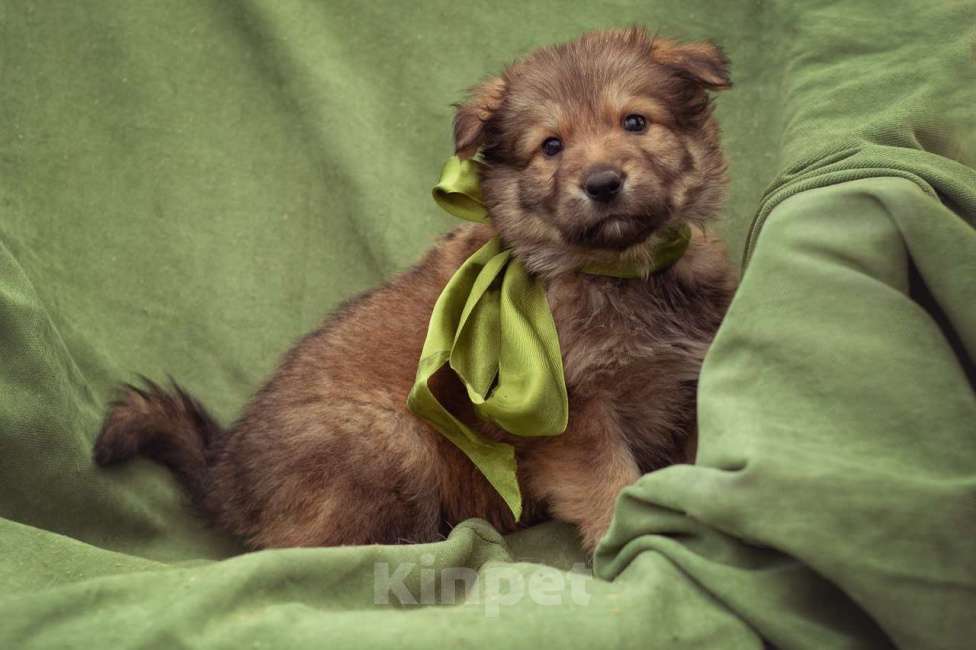 Собаки в Москве: щенок Тедди в добрые руки Мальчик, Бесплатно - фото 2