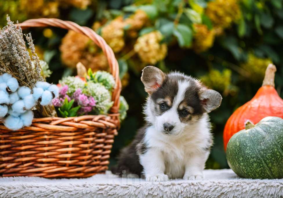 Собаки в Новосибирске: Вельш Корги Пемброк Мария-Антуанетта Девочка, 65 000 руб. - фото 3