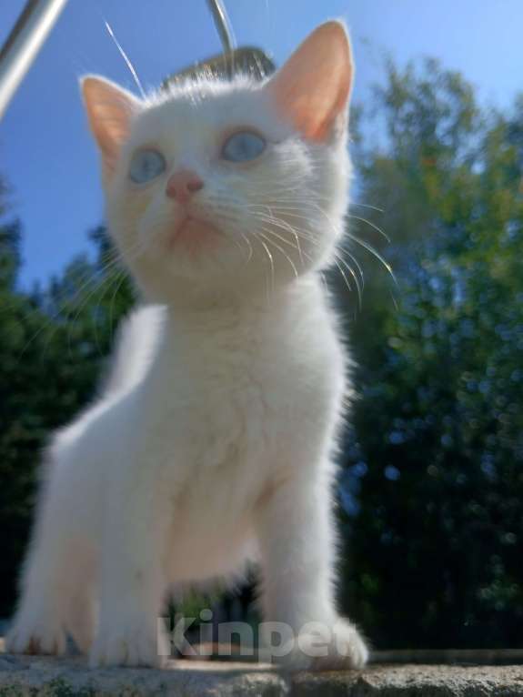 Кошки в Киржаче: Мимишки Девочка, 10 руб. - фото 3