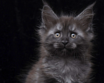 Кошки в Видном: Кот мейн-кун черный дым Мальчик, 95 000 руб. - фото 4