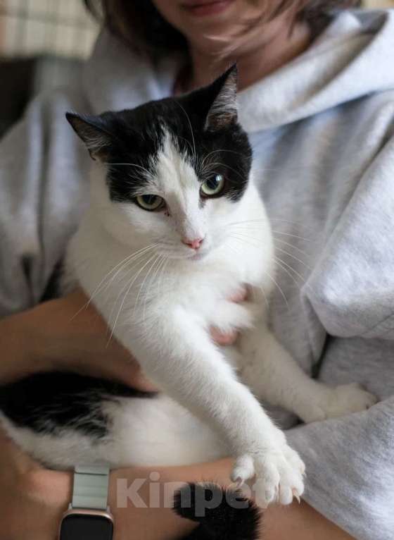 Кошки в Санкт-Петербурге: Рэй из приюта Мальчик, Бесплатно - фото 3