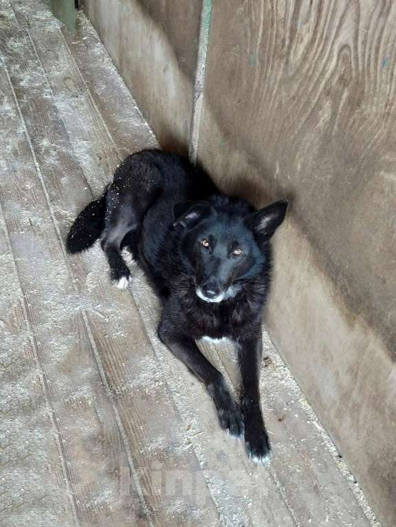 Собаки в Москве: Колби Девочка, Бесплатно - фото 4