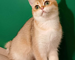 Кошки в Великом Новгороде: Шотландская кошечка Девочка, 20 000 руб. - фото 1