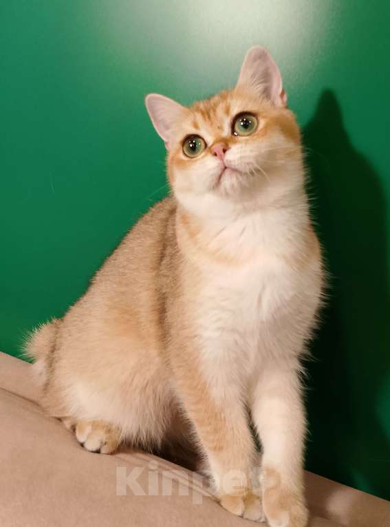 Кошки в Великом Новгороде: Шотландская кошечка Девочка, 20 000 руб. - фото 1