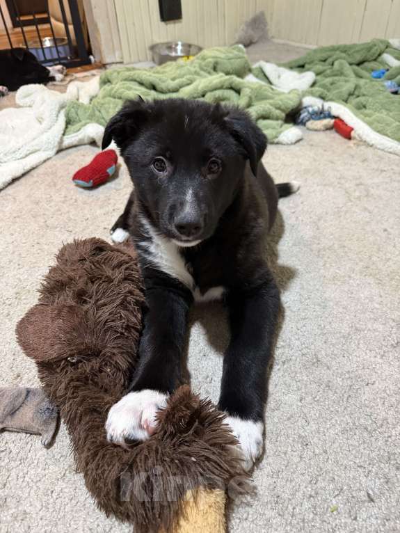 Собаки в Наро-Фоминске: Щенок метис алабая Мальчик, Бесплатно - фото 3